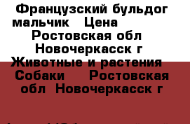 Французский бульдог мальчик › Цена ­ 13 000 - Ростовская обл., Новочеркасск г. Животные и растения » Собаки   . Ростовская обл.,Новочеркасск г.